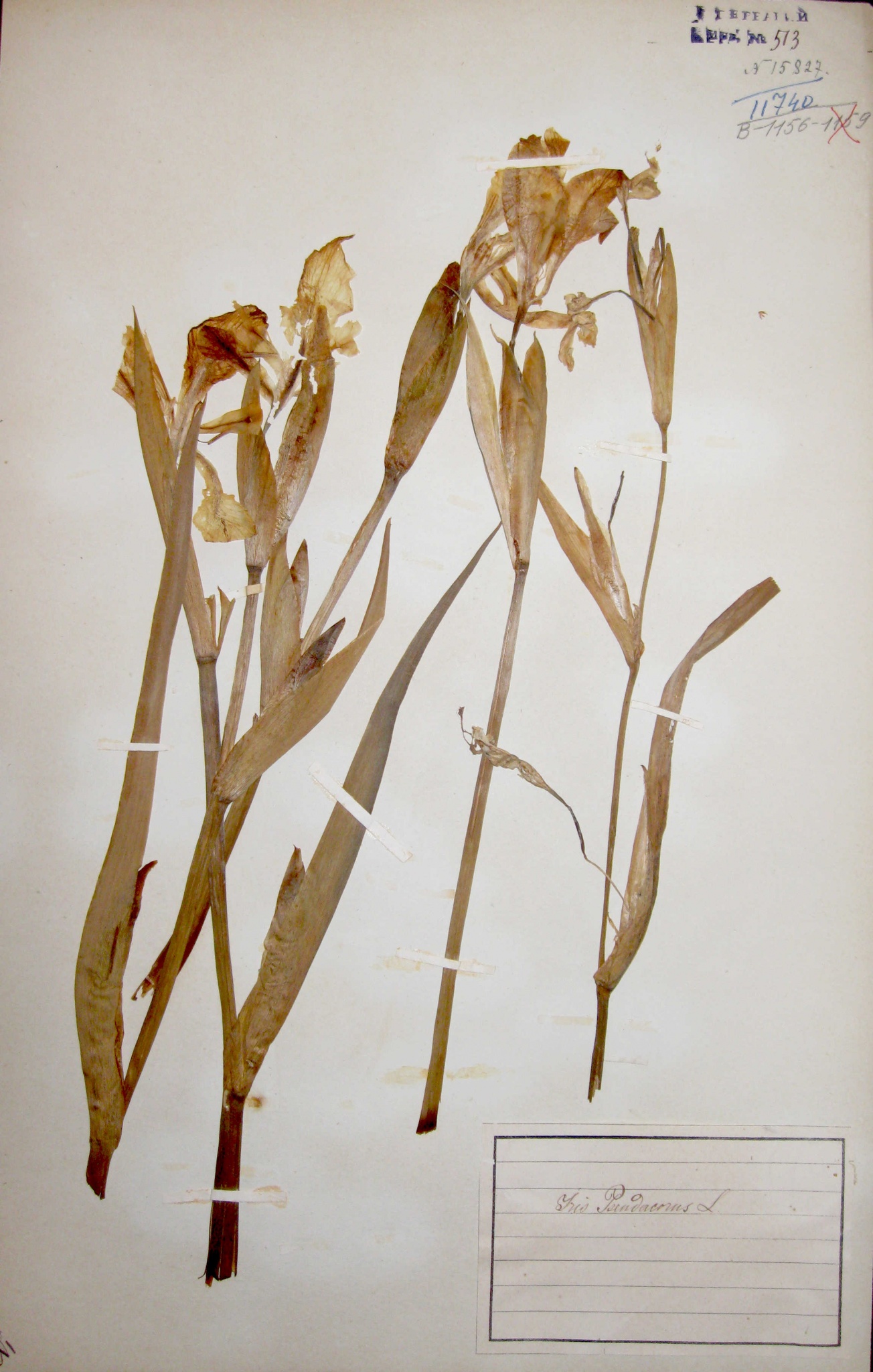 Касатик желтый (Iris pseudacorus) — околоводный вид, широко распространенный по берегам различных водоемов.