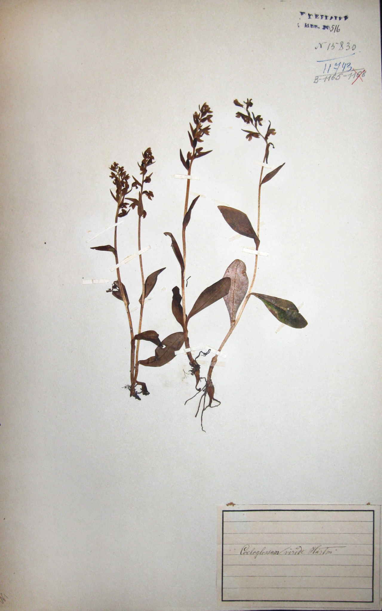 Пололепестник зеленый (Coeloglossum viride) — редкий вид, занесенный в Красную книгу Ярославской области.