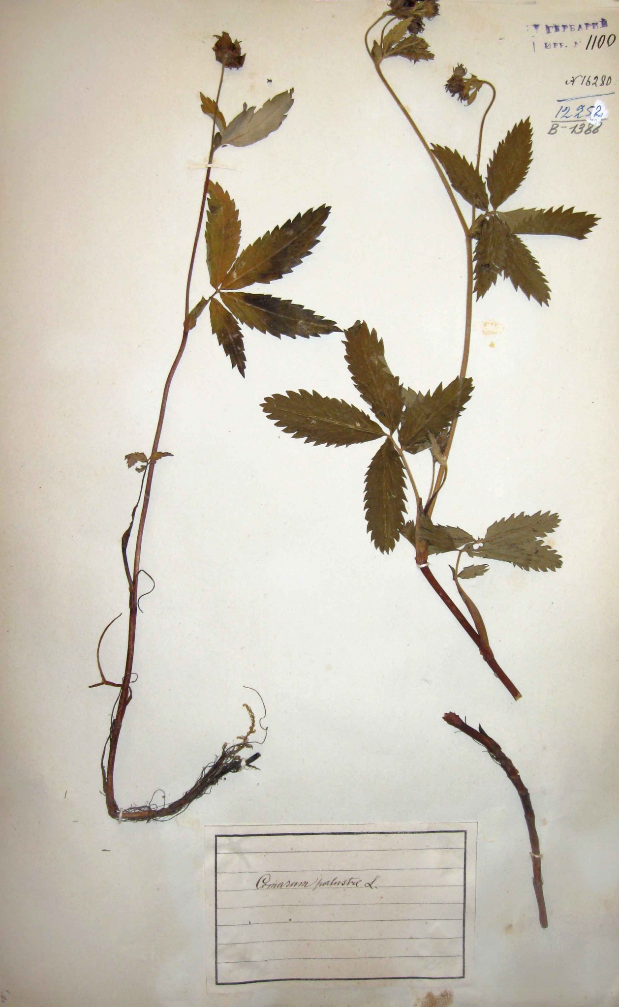Сабельник болотный (Comarum palustre) — широко распространен по переувлажненным местам и болотам. Лекарственное растение.