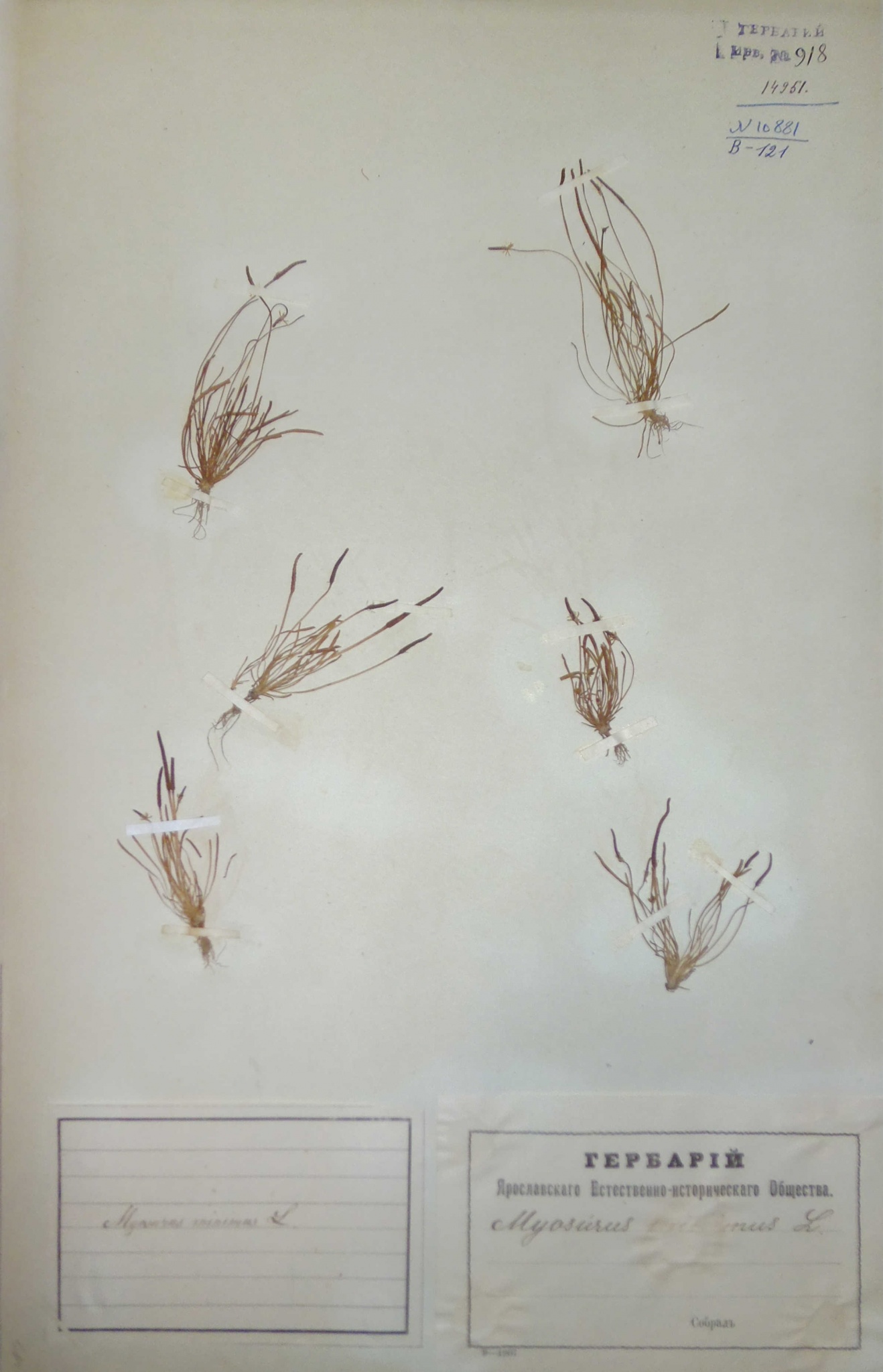 Мышехвостник маленький (Myosurus minimus) — сорное широко распространенное растение.